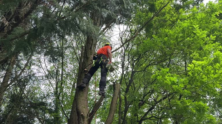 How Our Tree Care Process Works  in  Plum Grove, TX